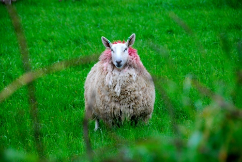 Wool, County Antrim, N. Ireland